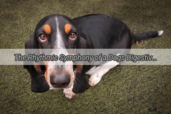 The Rhythmic Symphony of a Dogs Digestive System A Glimpse into Canine Gut Health